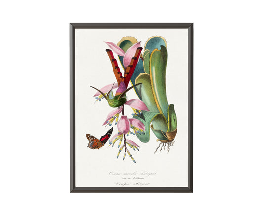 Hummingbird painting by Paul Gervais (1842) - Get Instant Art