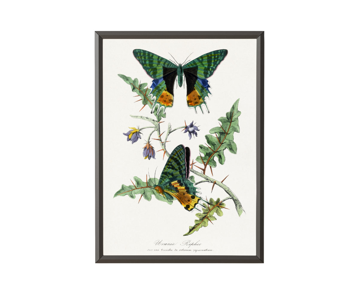 Butterfly painting by Paul Gervais - Get Instant Art