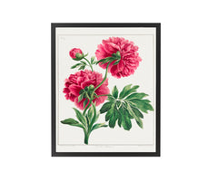 Double Peony (1789) by John Edwards - Get Instant Art