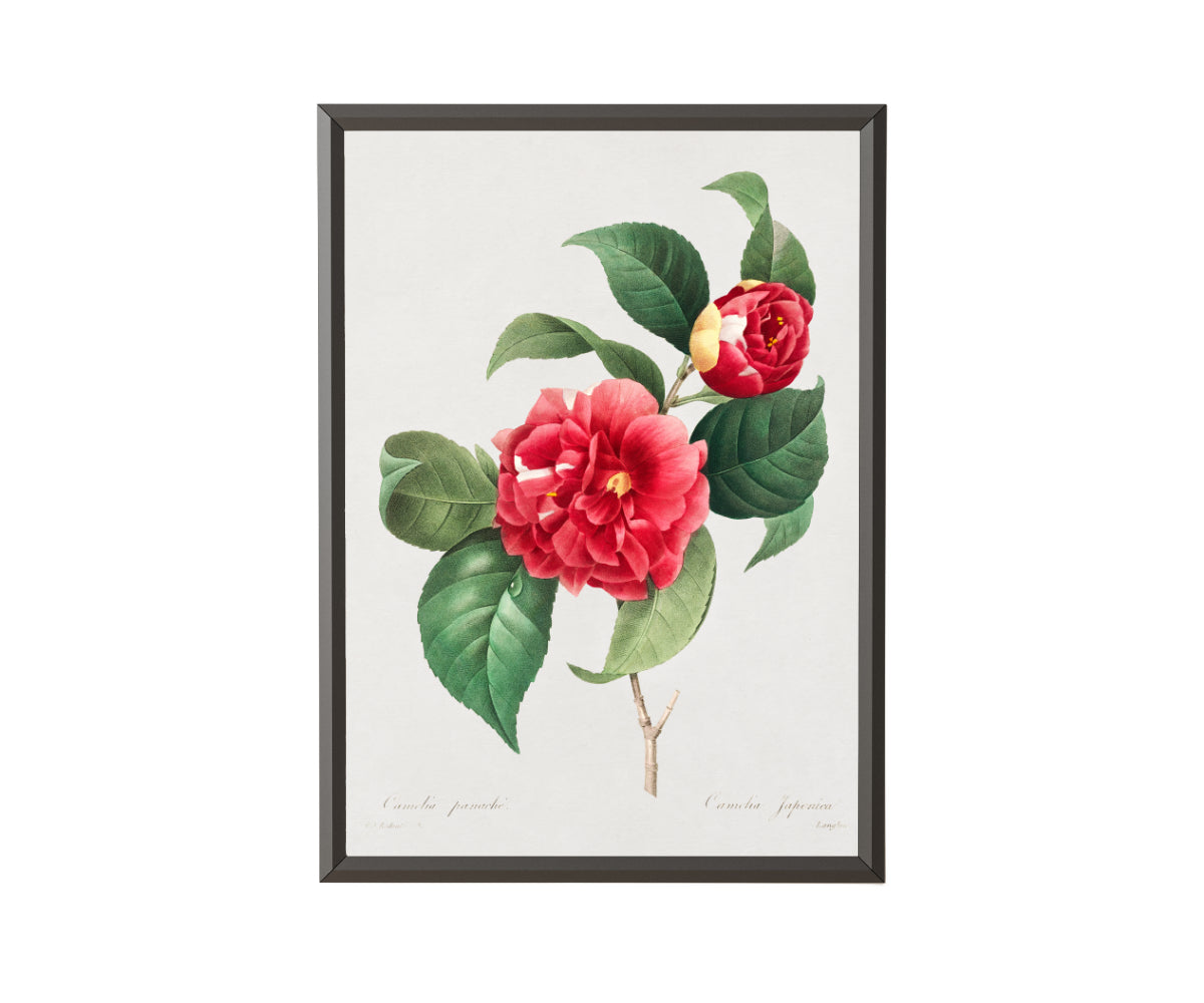 Choix des plus belles fleurs et des plus beaux fruits – Digital Wall Art Print by Pierre Joseph Redouté (1833) - Get Instant Art